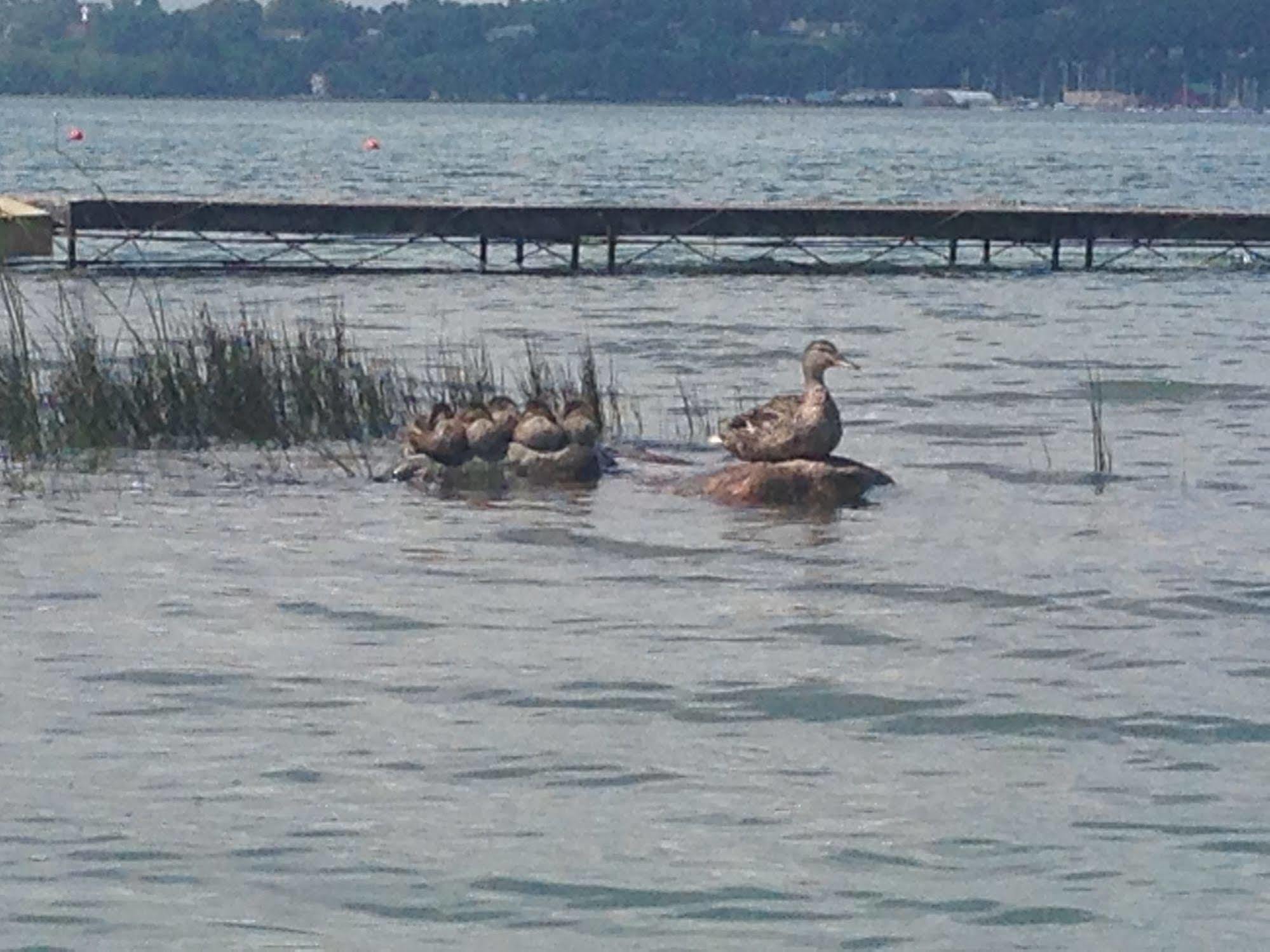 N' This On The Bay -Vacation Suite Wiarton Zewnętrze zdjęcie