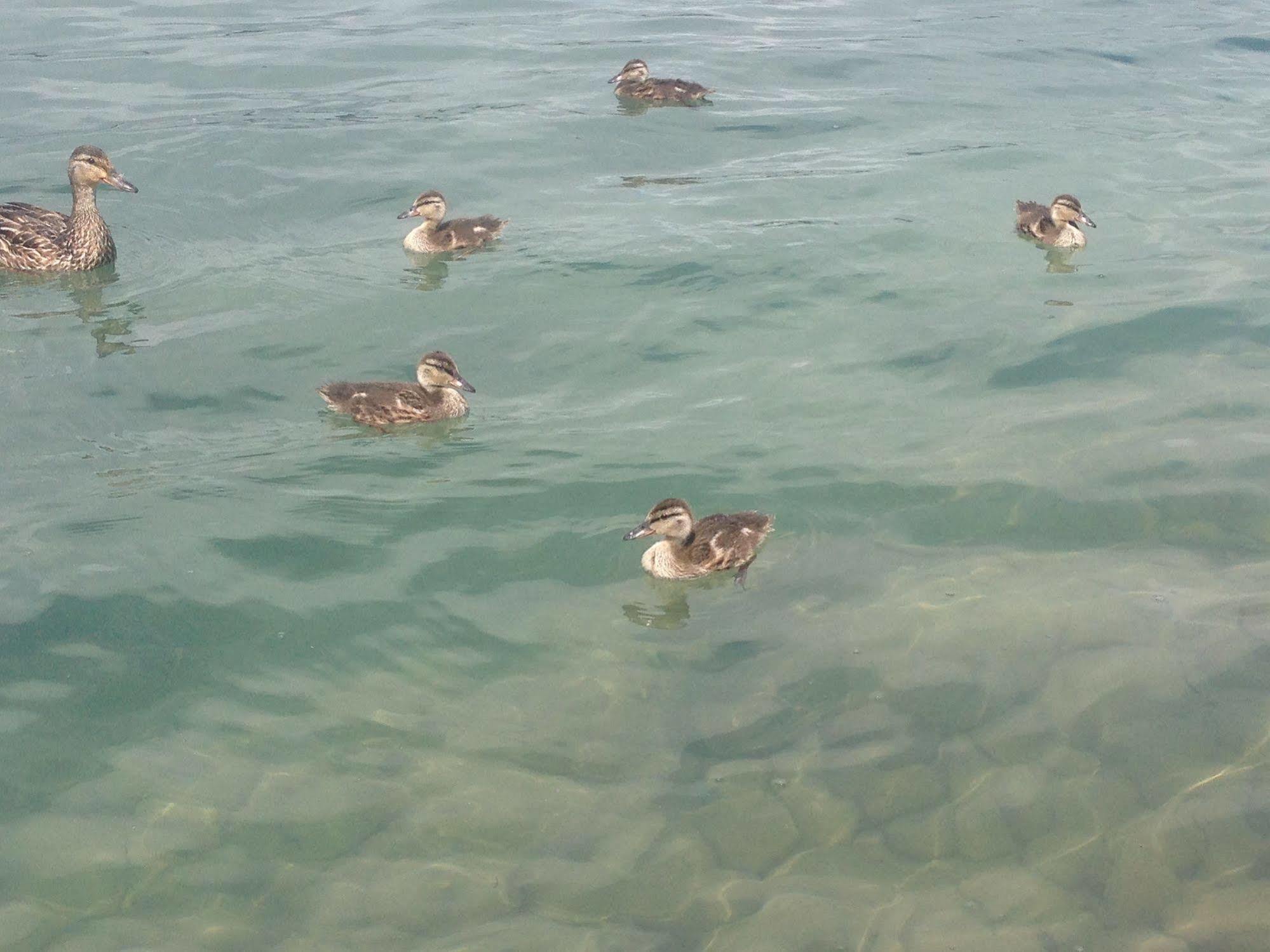 N' This On The Bay -Vacation Suite Wiarton Zewnętrze zdjęcie